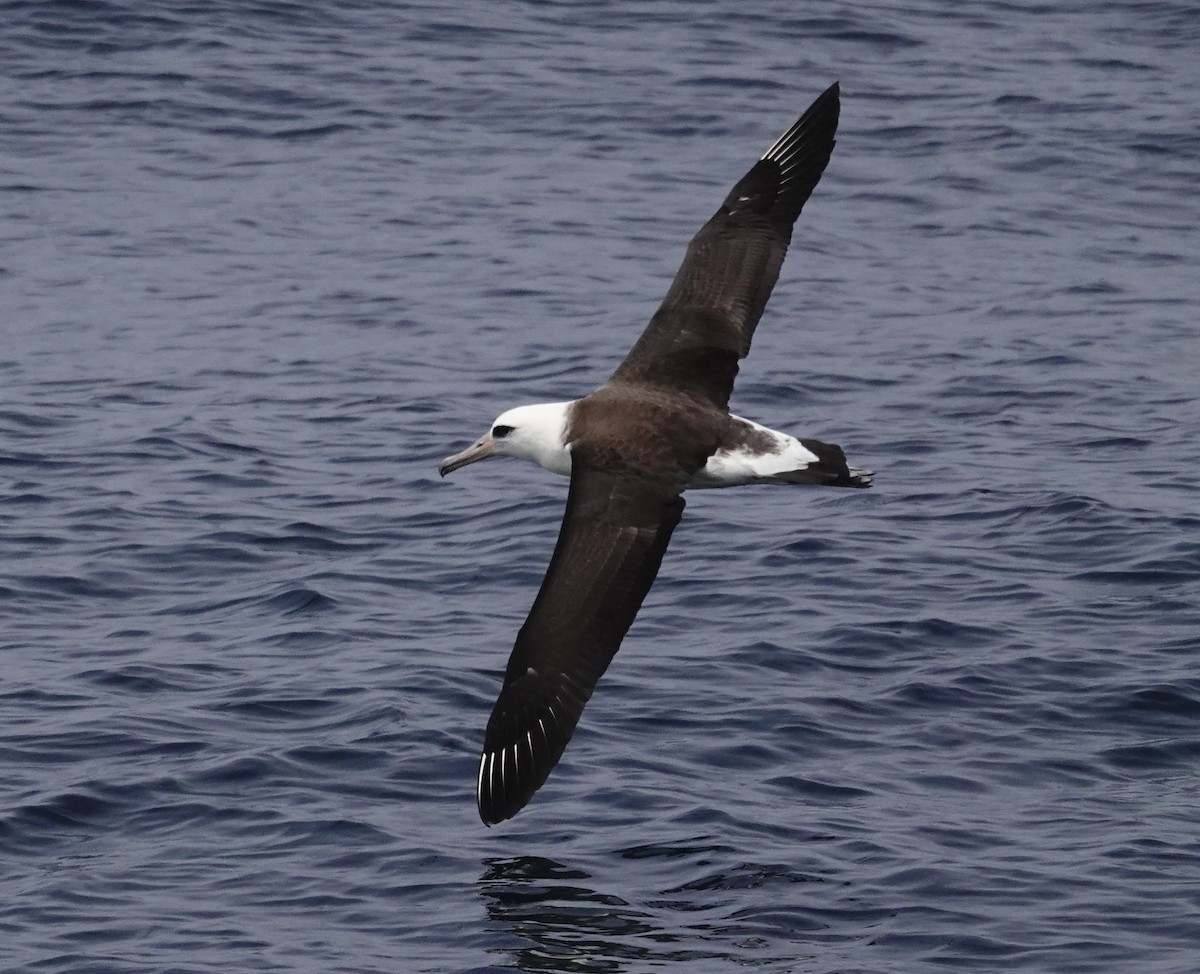 Laysan Albatross - ML493083561