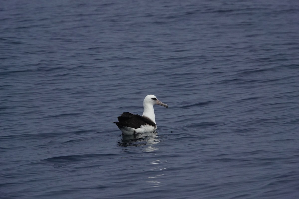 Laysan Albatross - ML493083581