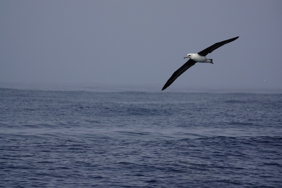 Laysan Albatross - ML493083591