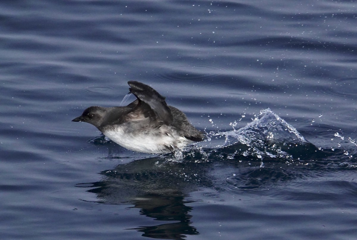 Cassin's Auklet - ML493083911