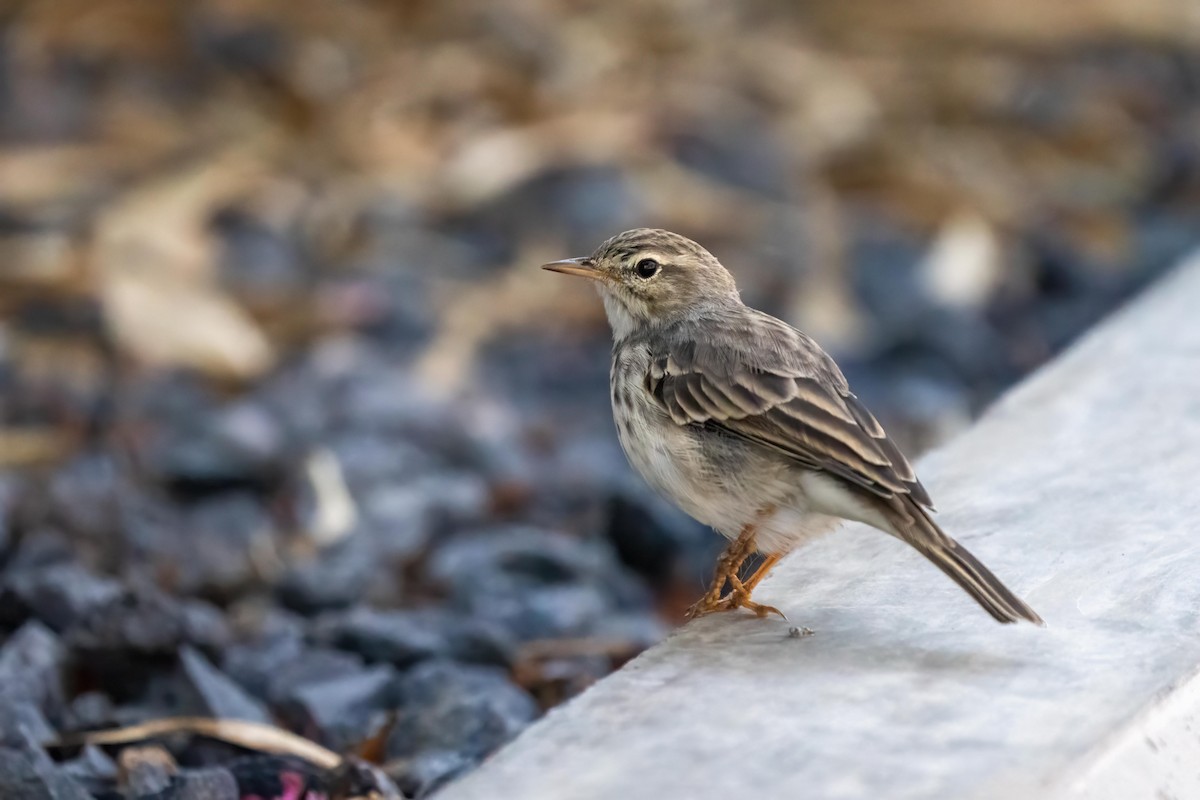 Berthelot's Pipit - ML493084361