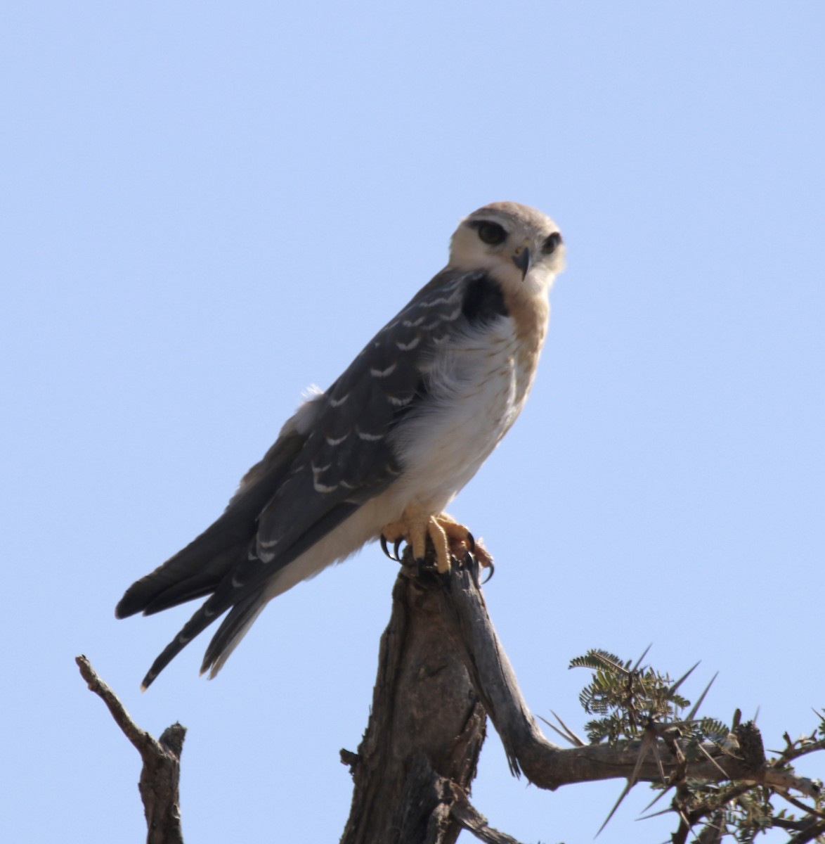 Black-winged Kite (African) - ML493084931