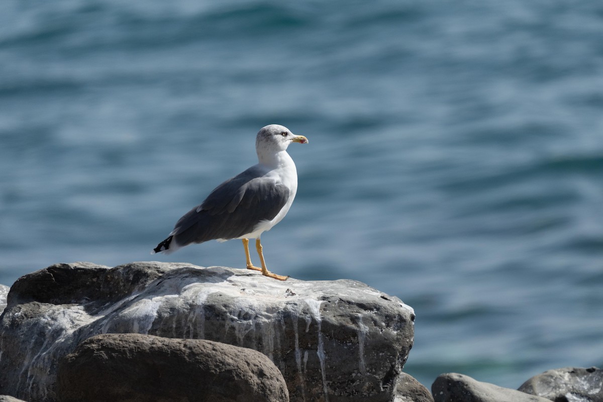 Yellow-legged Gull - ML493085251