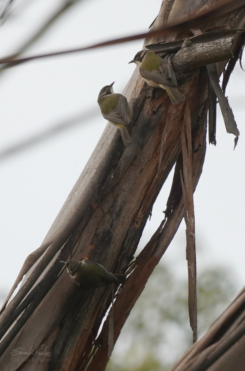 Brown-headed Honeyeater - Sarah Foote