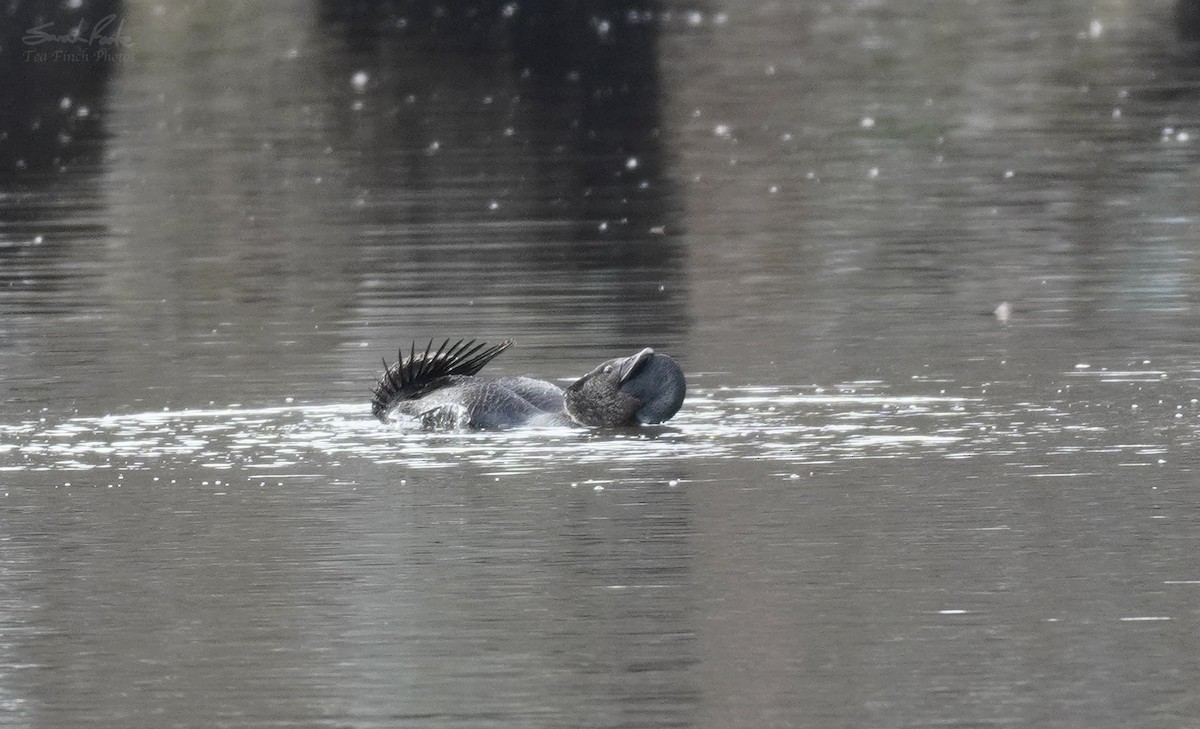 Musk Duck - ML493085861