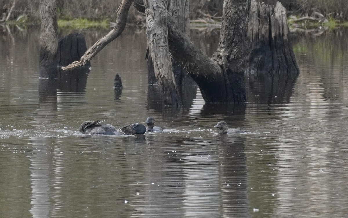 Musk Duck - ML493086011