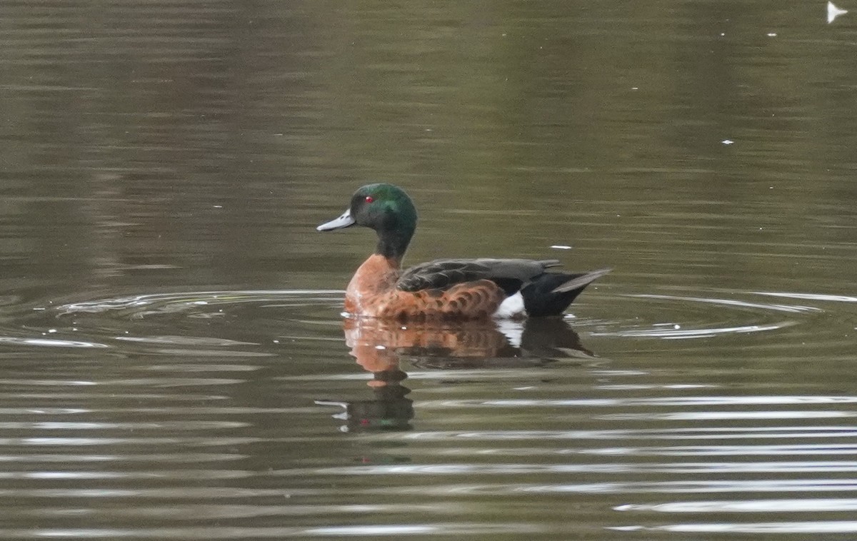 Chestnut Teal - Sarah Foote