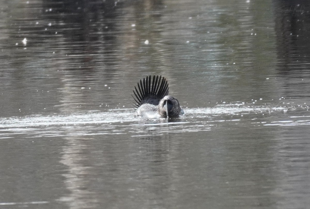 Musk Duck - ML493086311