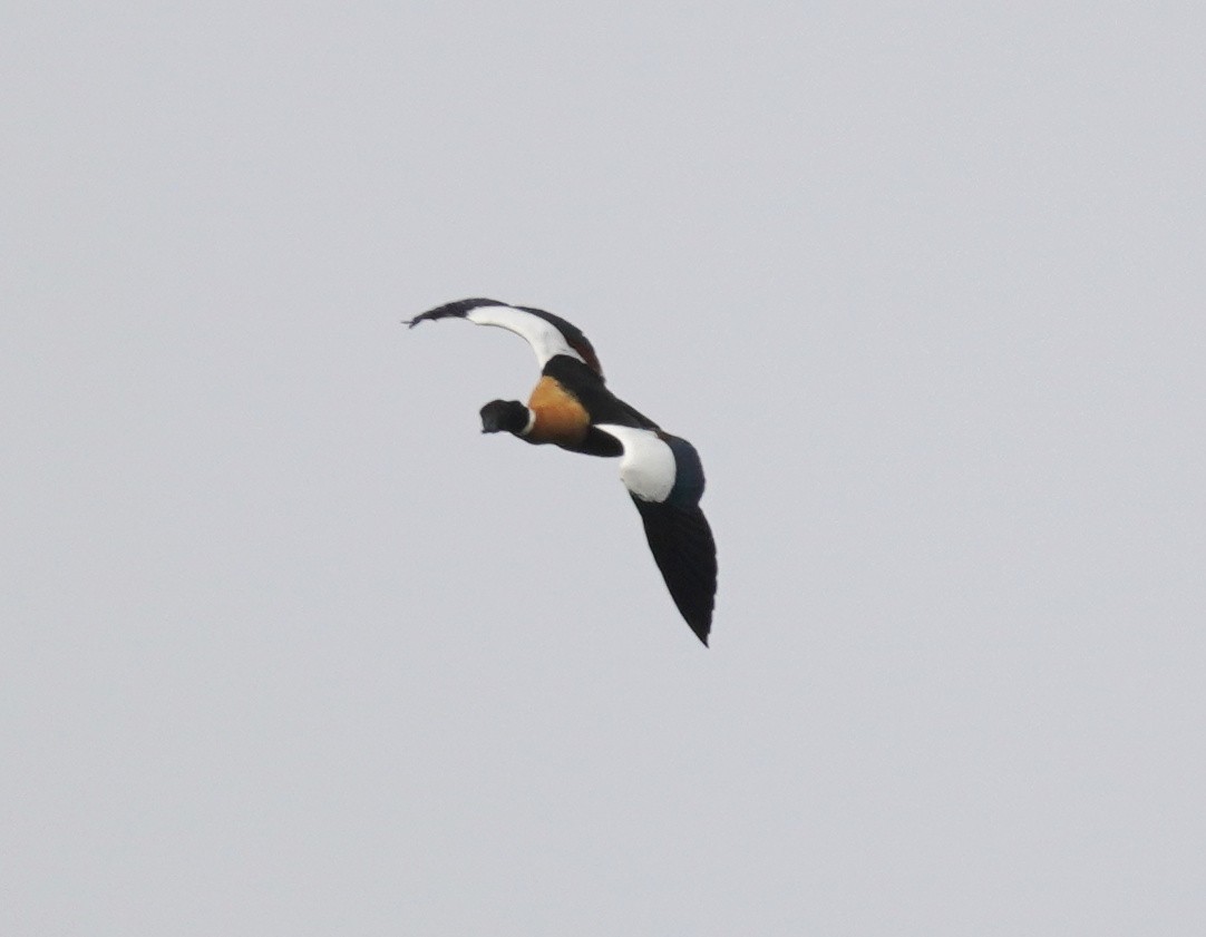 Australian Shelduck - ML493086371