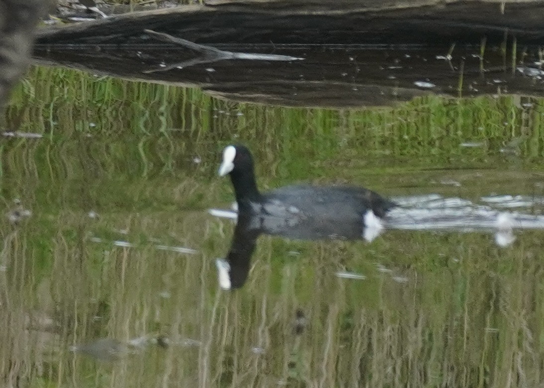 Eurasian Coot - ML493086391