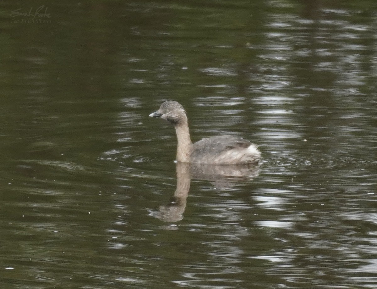 Hoary-headed Grebe - ML493086401