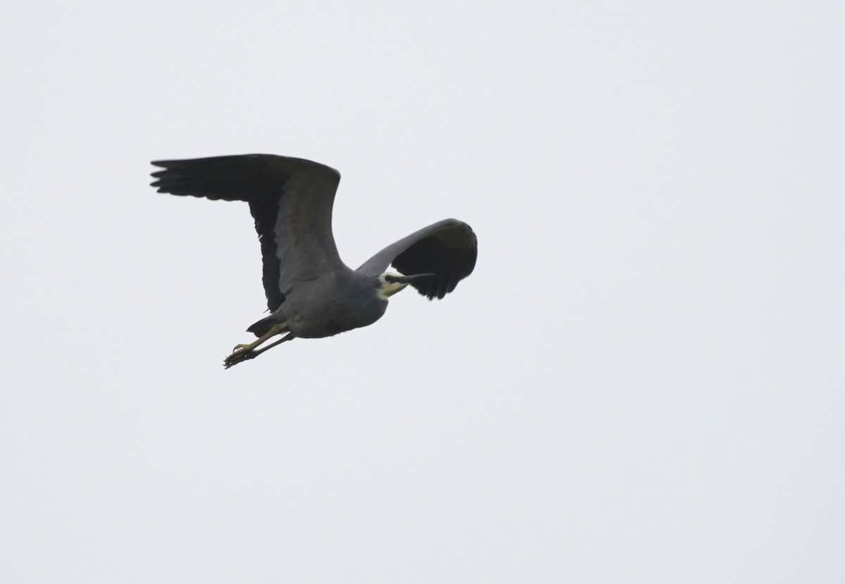 White-faced Heron - ML493086511