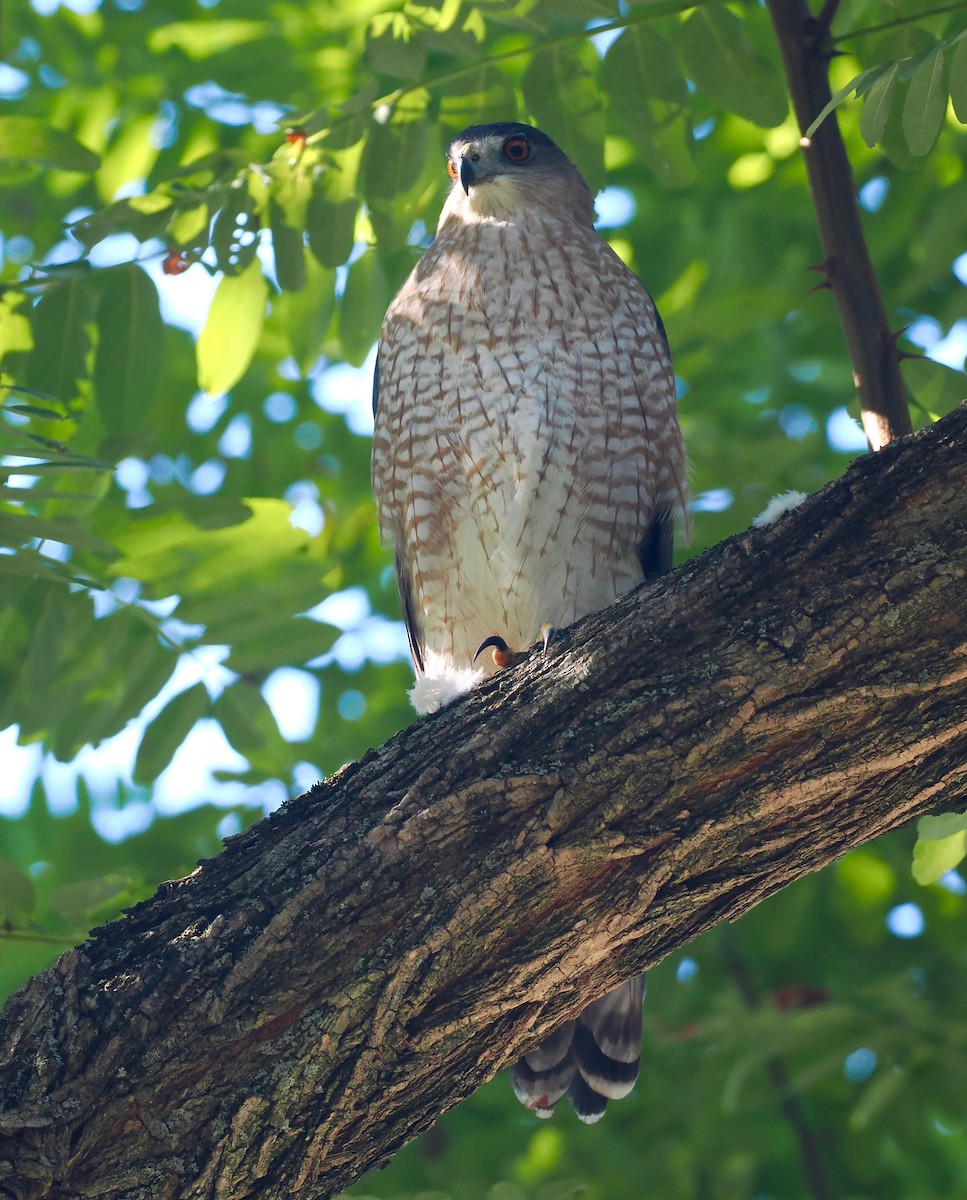 Cooper's Hawk - ML493088571