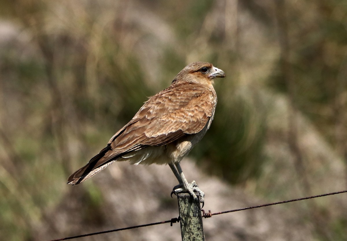 Chimango Caracara - ML493088591