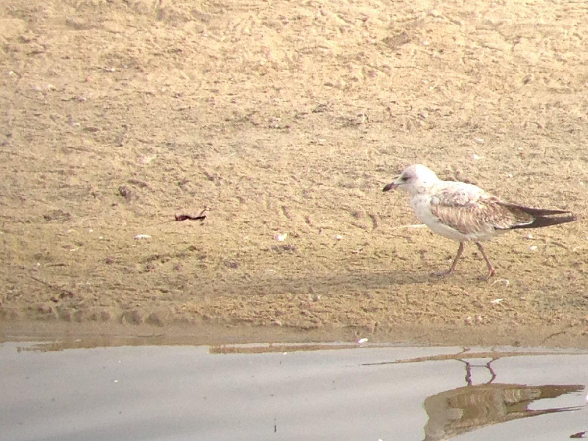 Ring-billed Gull - ML49308861