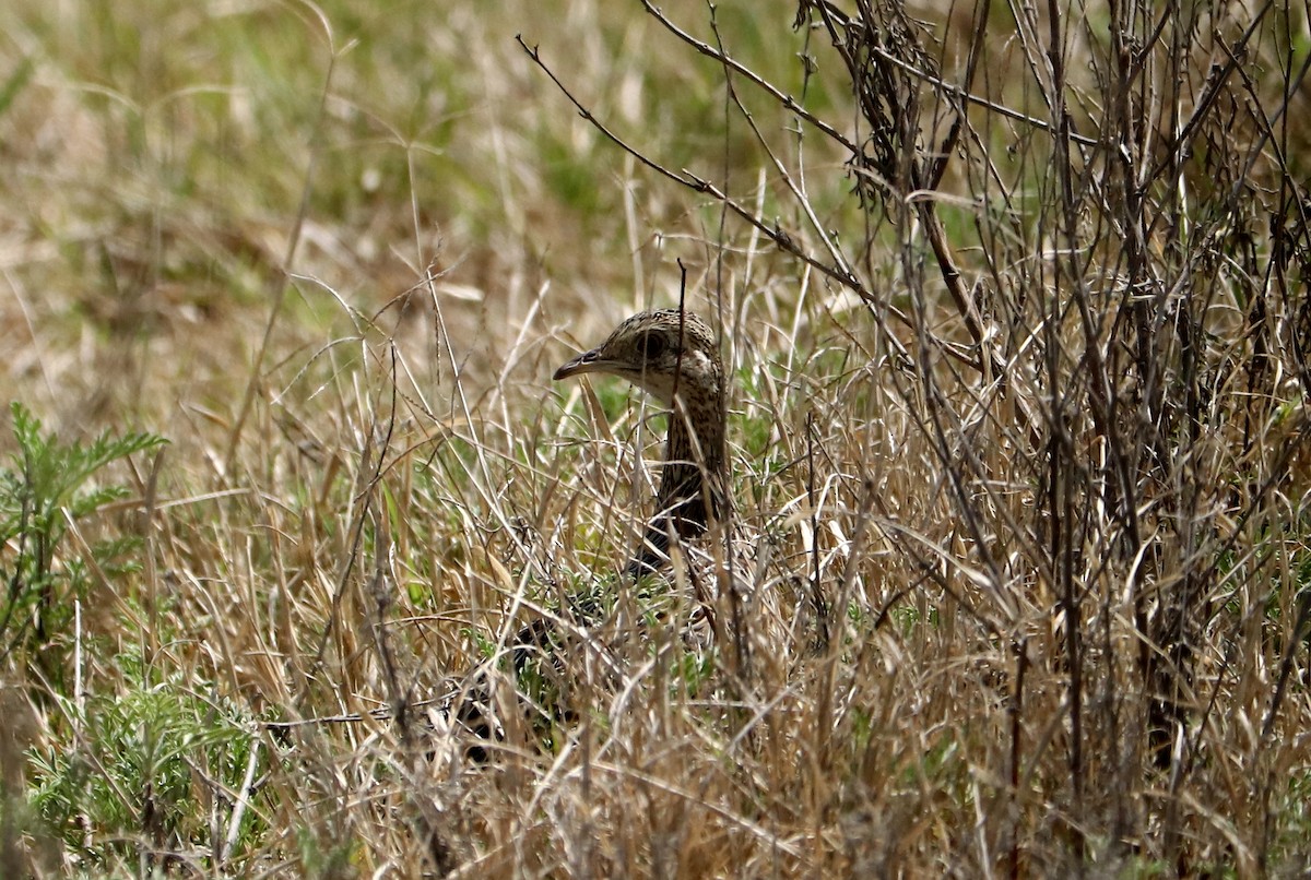 Spotted Nothura - ML493088841