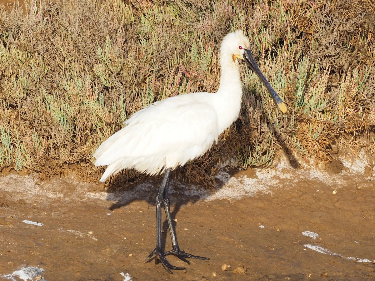 Eurasian Spoonbill - ML493088891