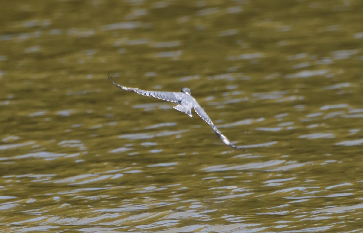 Belted Kingfisher - ML493088981