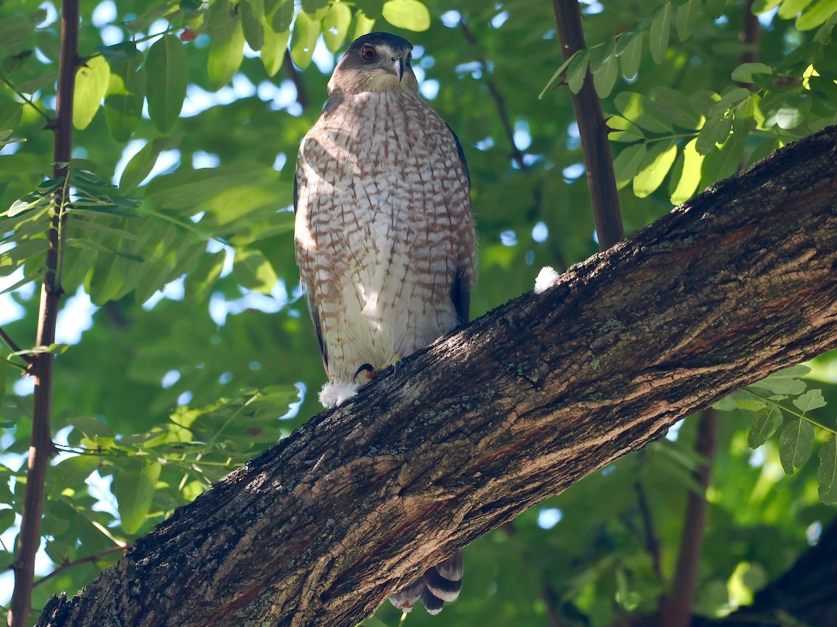 Cooper's Hawk - ML493089251