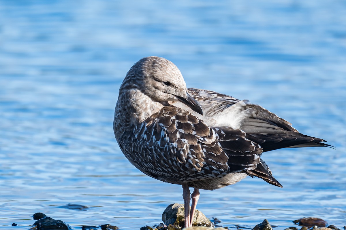 Lesser Black-backed Gull - ML493089831