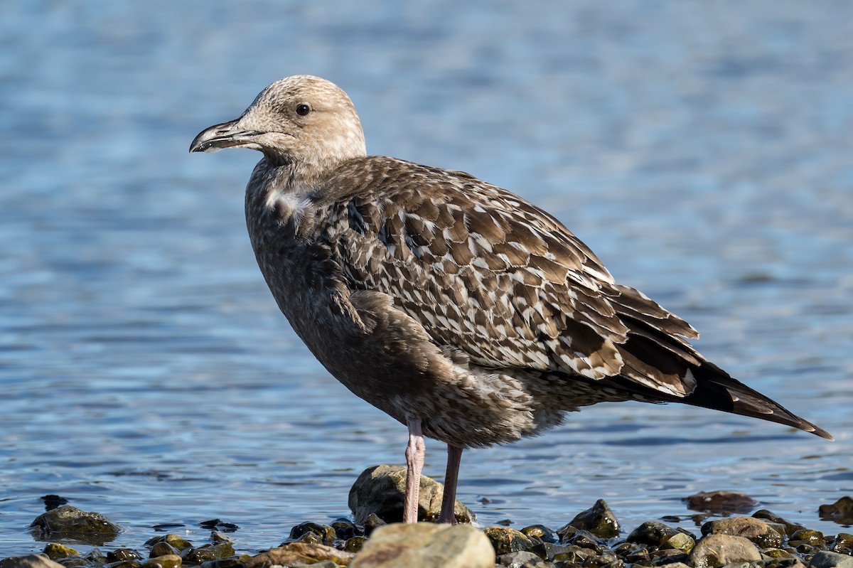 Lesser Black-backed Gull - ML493089841