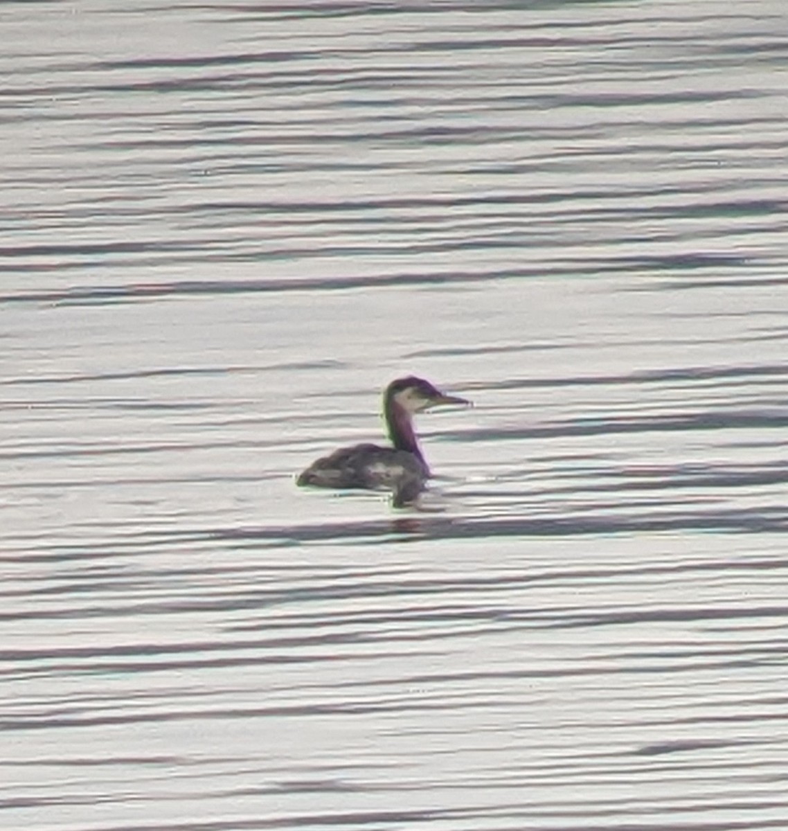 Red-necked Grebe - ML493090331