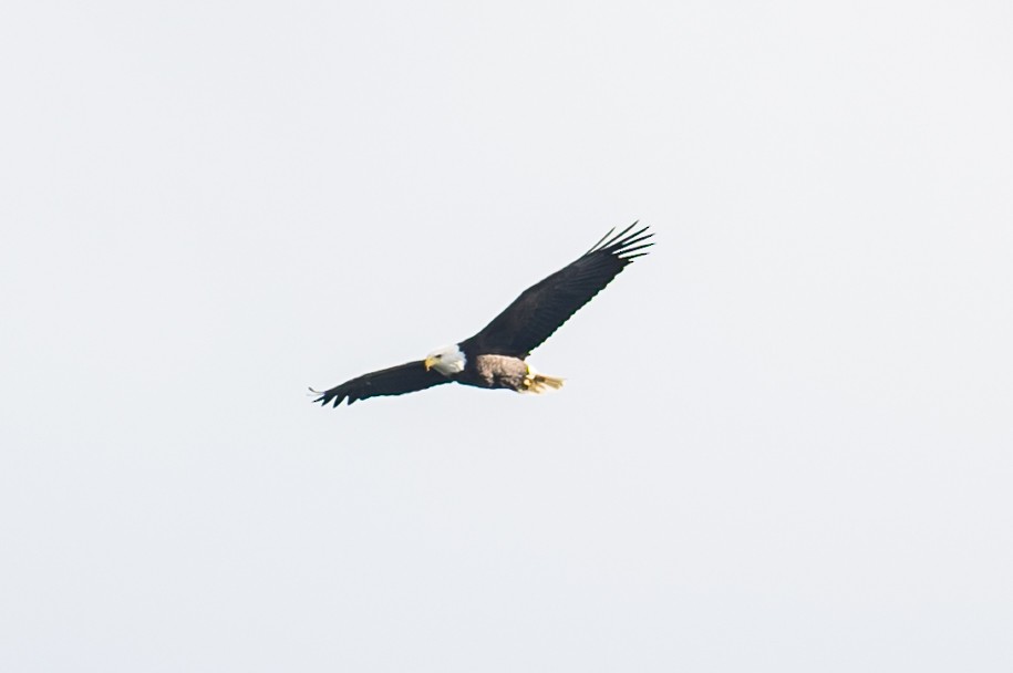 Bald Eagle - ML493090571