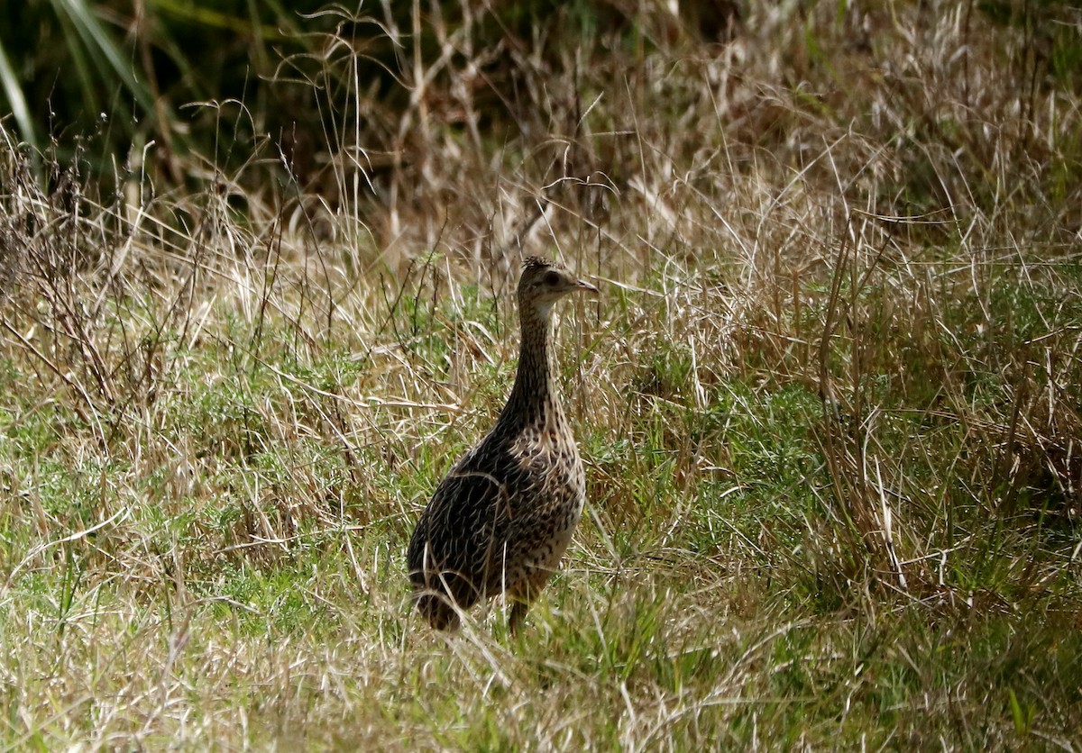 Spotted Nothura - ML493090731