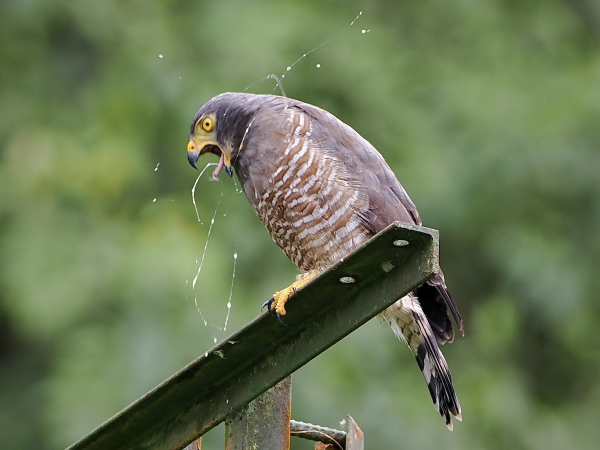 Roadside Hawk - ML493091681