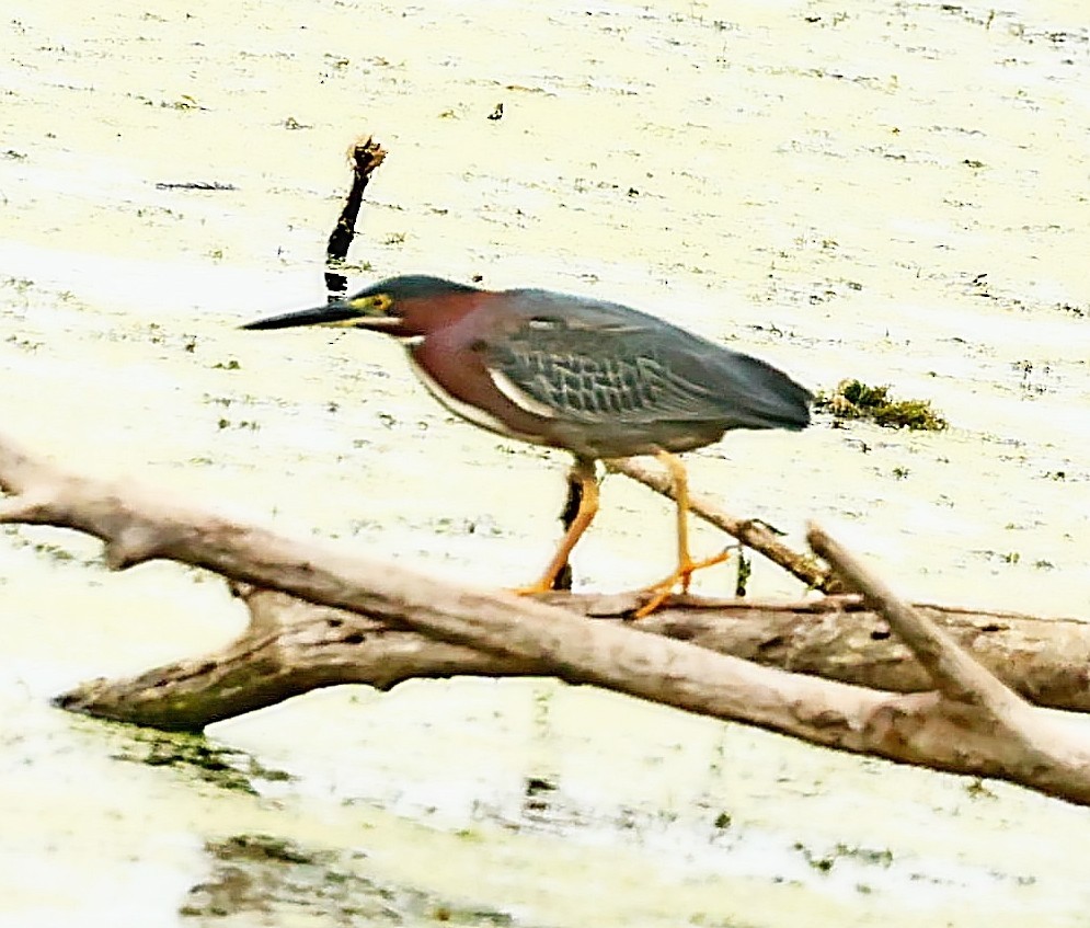 Green Heron - ML493091711