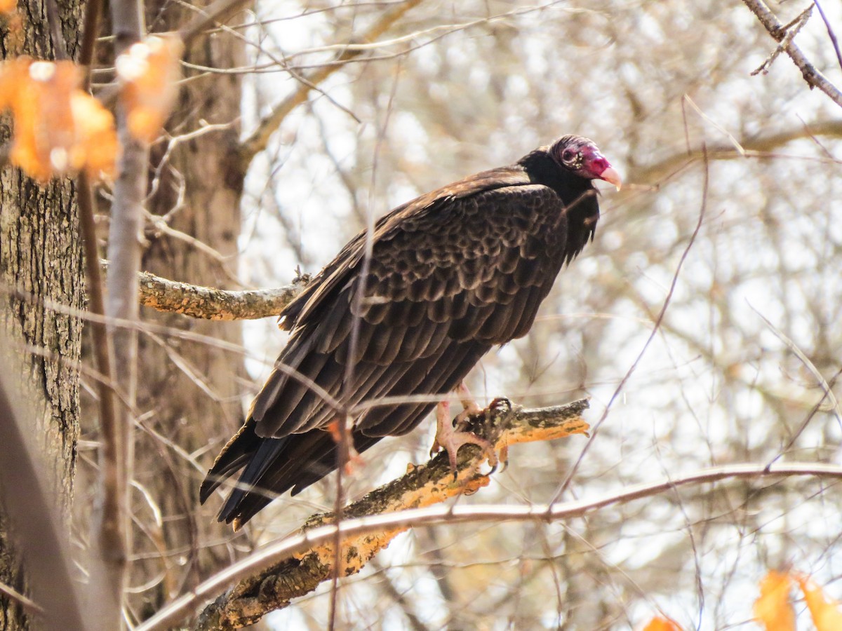 Turkey Vulture - ML49309211