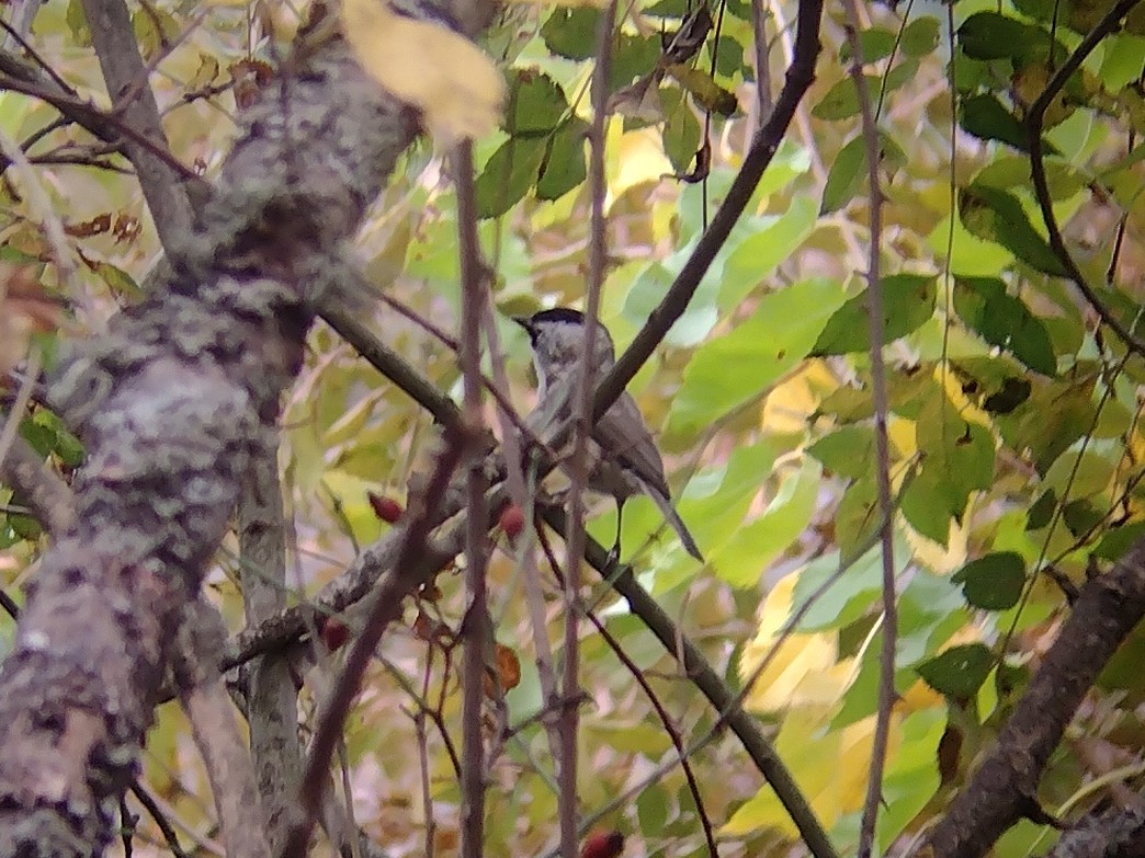 Marsh Tit - ML493092321