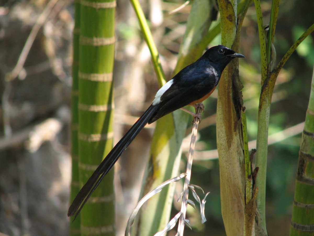 White-rumped Shama - ML493092391
