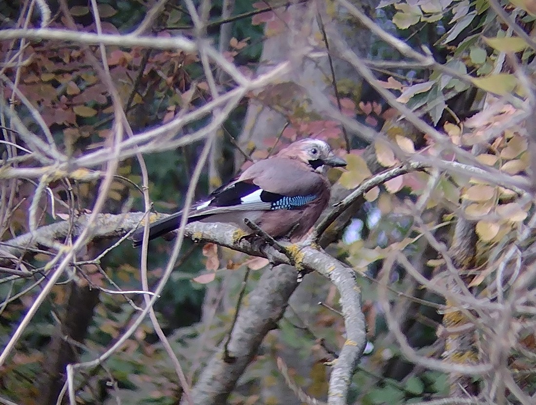 Eurasian Jay - ML493093601