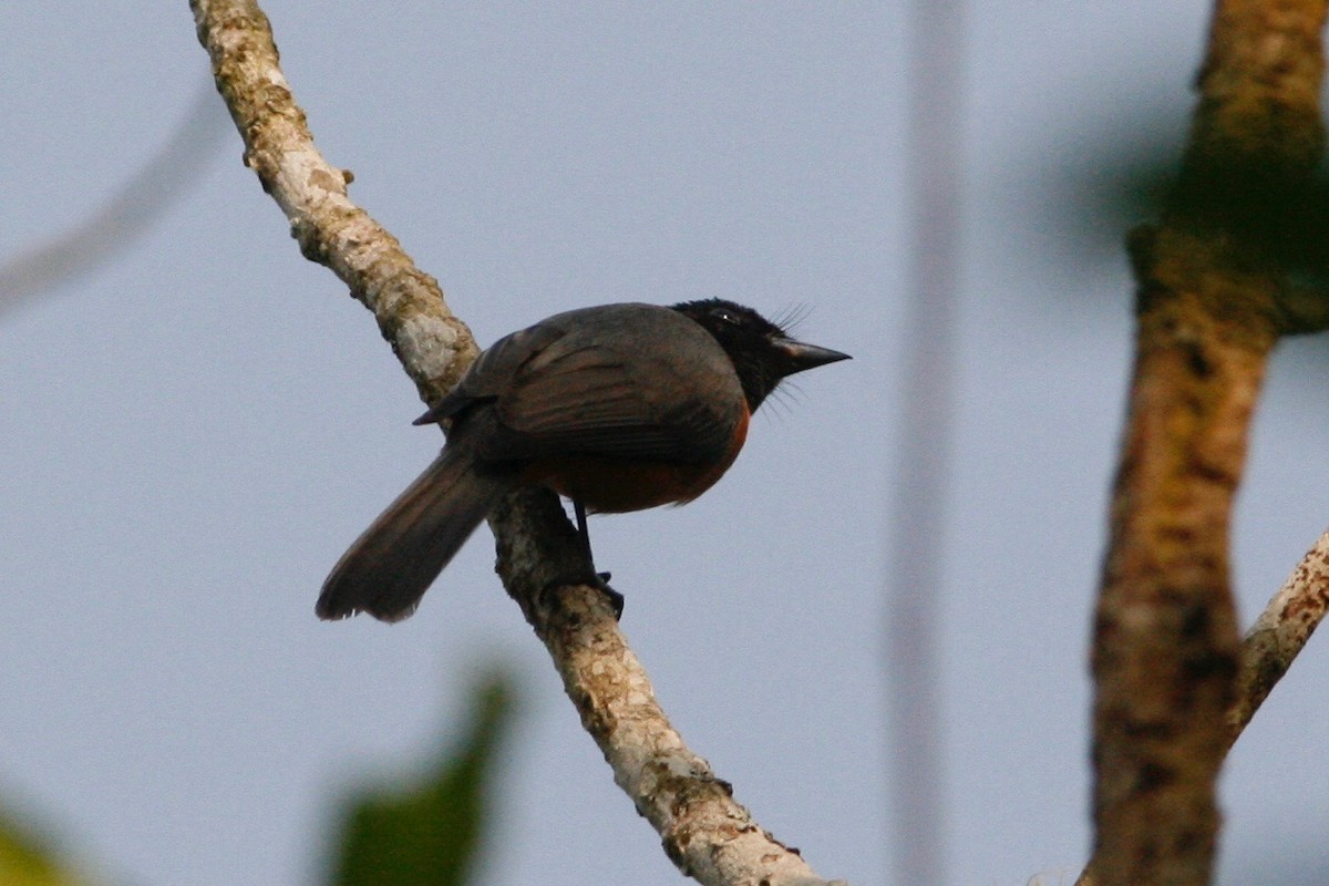 Black-headed Paradise-Flycatcher (Tricolored) - ML49309431