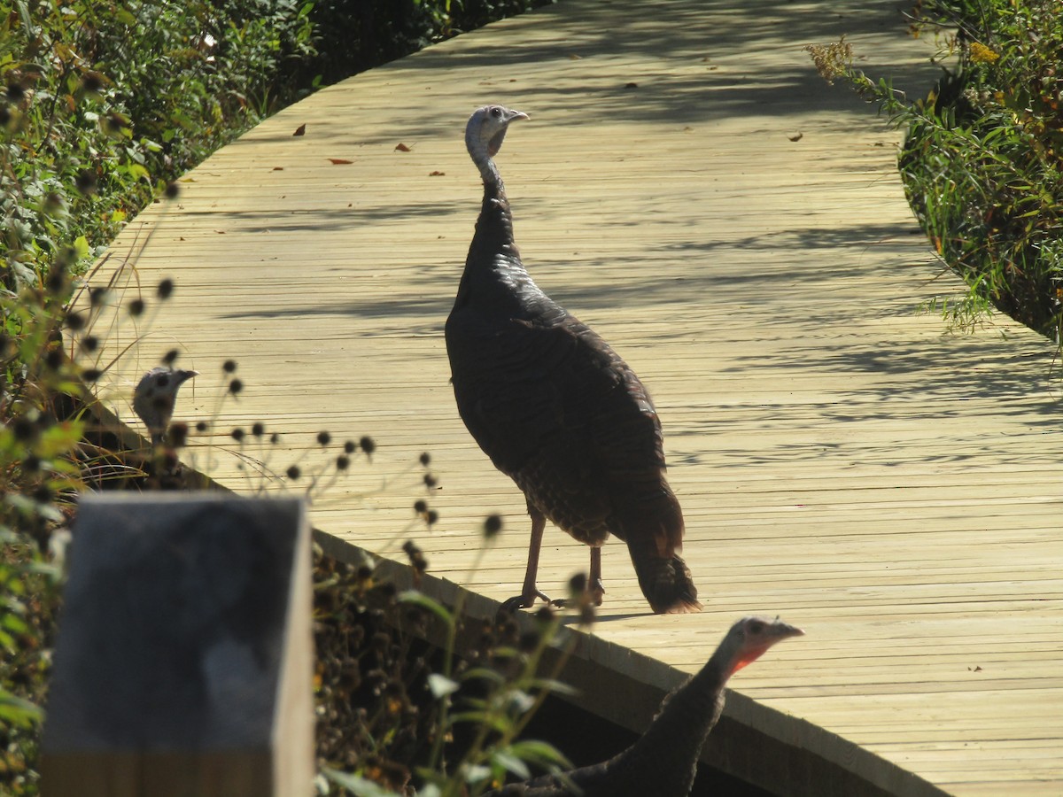 Wild Turkey - ML493095631