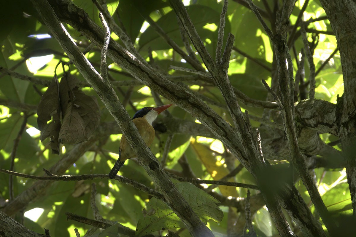 Banded Kingfisher - ML493095761