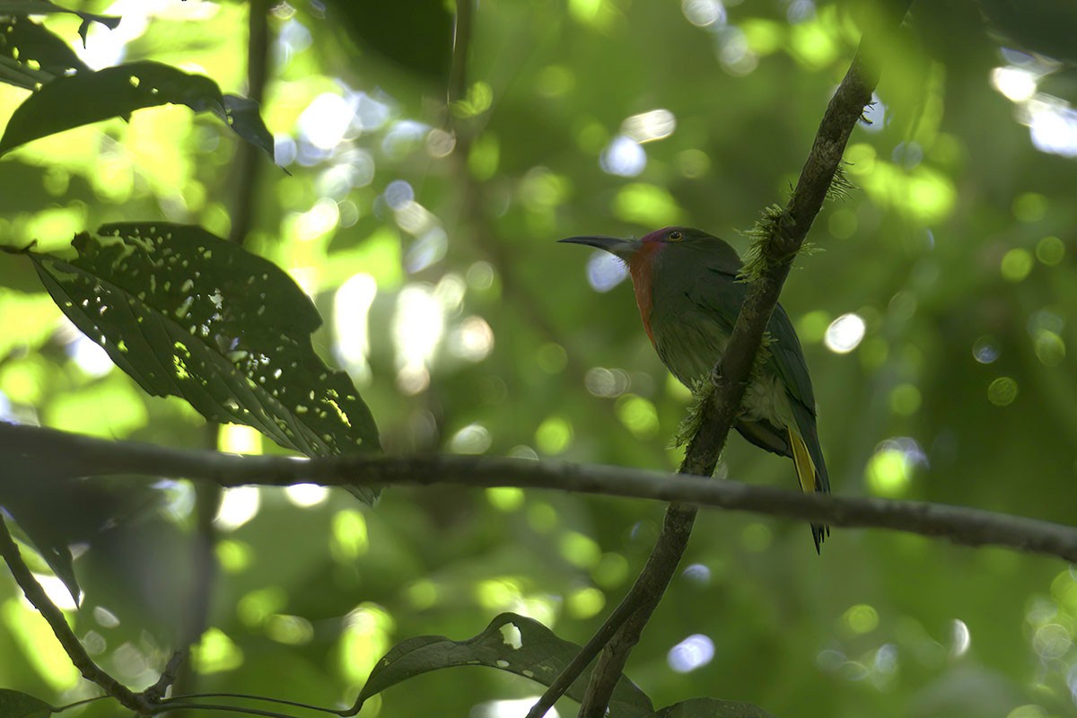 Red-bearded Bee-eater - ML493095821