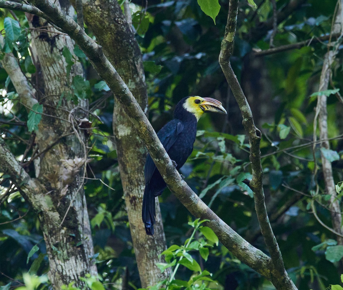 Sulawesi Hornbill (Dwarf) - Andy Taylor