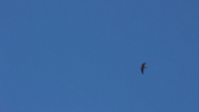 Vaux's Swift - ML493096171