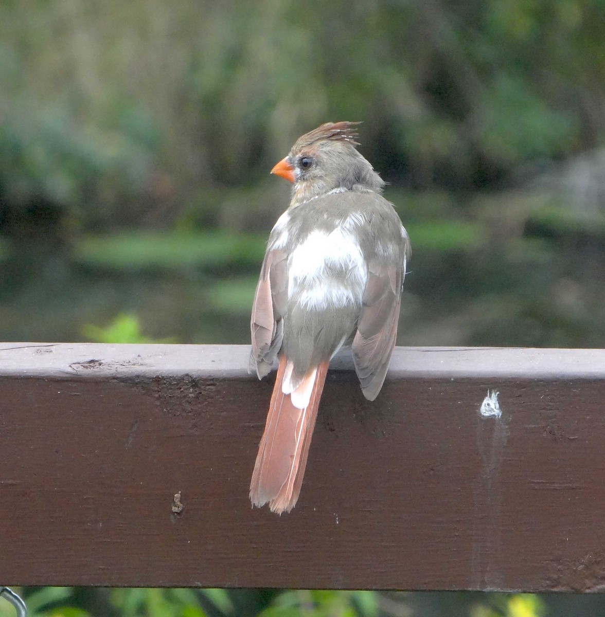 Northern Cardinal - ML493097631