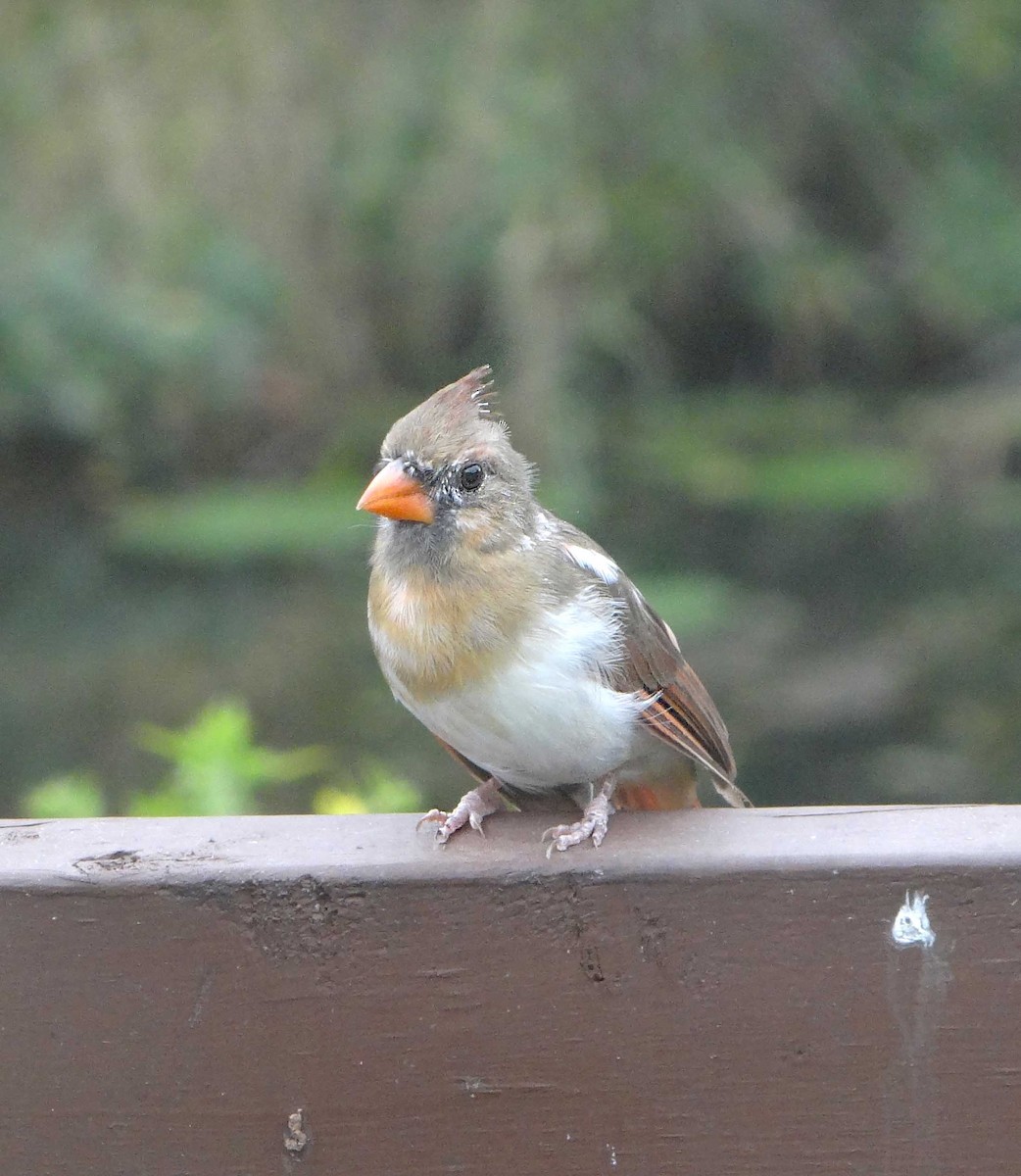 Northern Cardinal - ML493097651