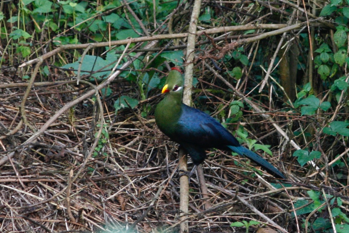 Turaco Piquigualdo (verreauxii) - ML49310061