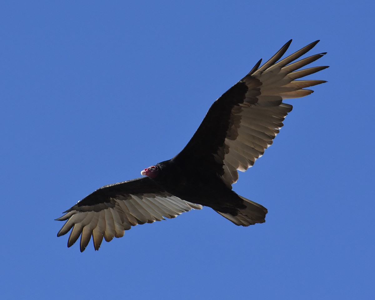 Urubu à tête rouge - ML493101131