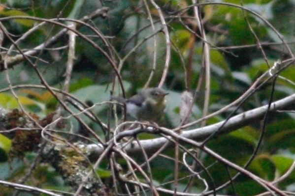 Gray Apalis (Sclater's) - Oscar Johnson