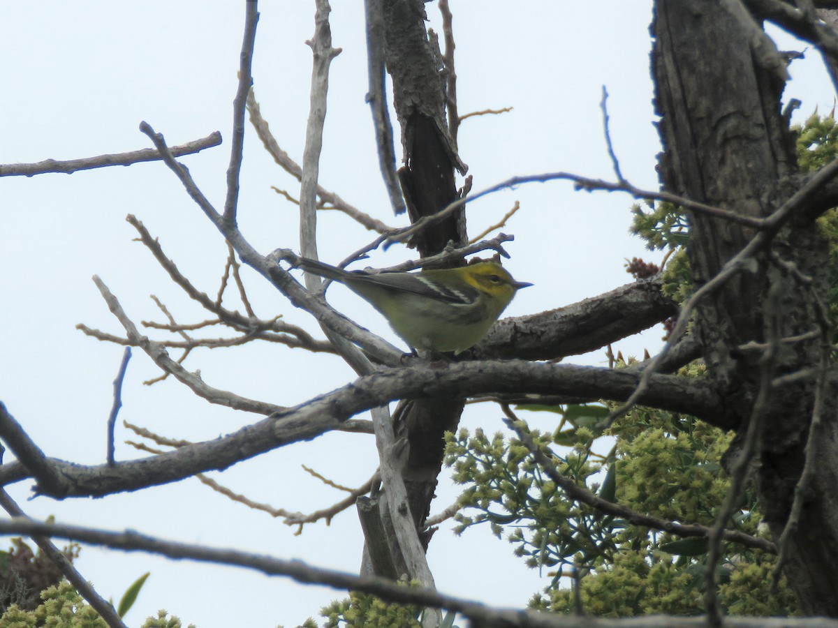Black-throated Green Warbler - ML493102471
