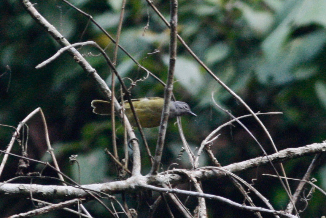 Western Mountain Greenbul - ML49310311