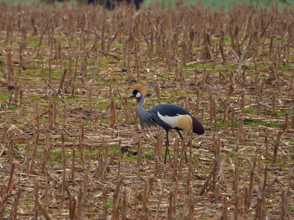 Gray Crowned-Crane - Cesare Pacioni