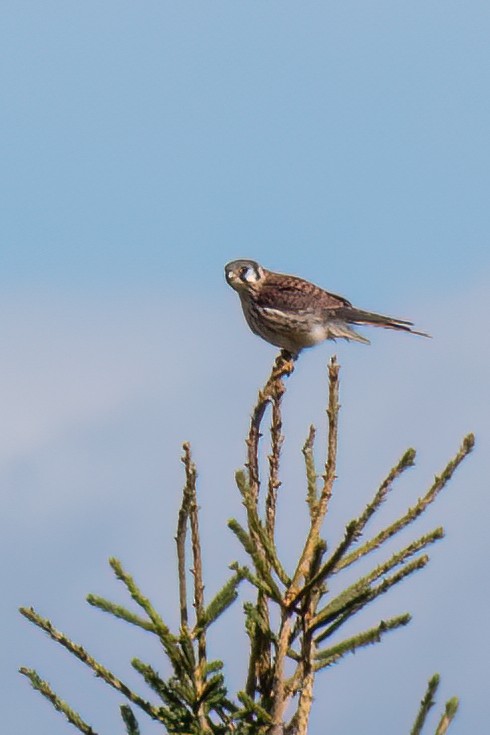 American Kestrel - ML493104931