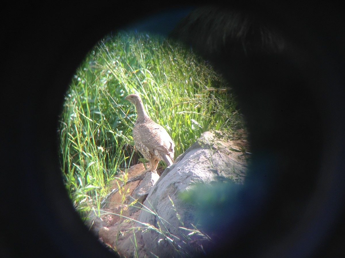 Sooty Grouse - logan kahle